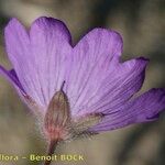Geranium malviflorum Çiçek