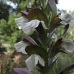 Acanthus hungaricus Blüte