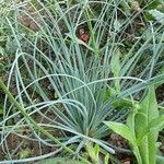 Asphodeline lutea Habit