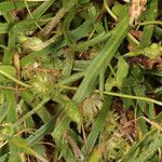 Trifolium suffocatum Libunga