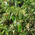 Asclepias curassavica Habit