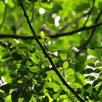 Celtis prantlii Hábito