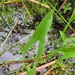 Sagittaria montevidensisLeaf