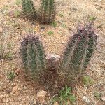 Echinocereus triglochidiatus आदत