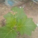 Solanum macrocarpon Leaf