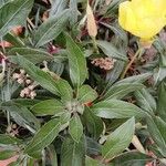 Oenothera macrocarpa Folha