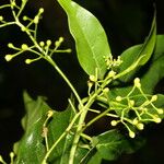 Ocotea viridiflora Агульны выгляд