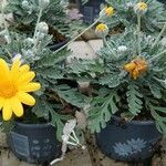 Euryops pectinatus Celota