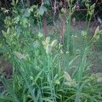 Silene douglasii Flor