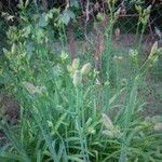 Silene douglasii Flower