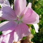 Malva alceaKvet