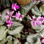 Cyclamen coum 整株植物