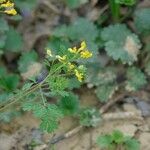 Corydalis flavula Habit