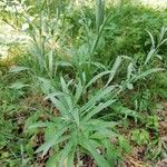 Centaurea jaceaFolha