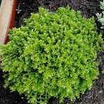 Hebe cupressoides 葉