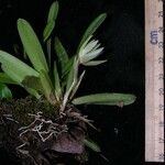 Maxillaria brachybulbon Іншае