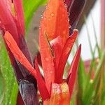 Canna indica Flower