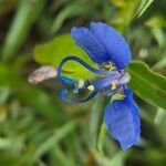 Commelina forskaoliiFloro