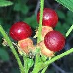 Rubus saxatilis Fruto