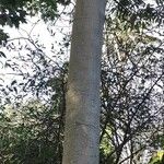 Alphitonia excelsa പുറംതൊലി