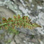 Asplenium fontanum Folio