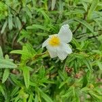 Cistus x laxus Flower