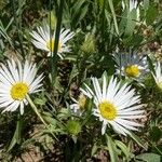 Erigeron divergens Flower