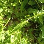 Crepis paludosa Leaf