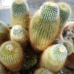 Parodia lenninghausii Συνήθη χαρακτηριστικά