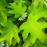 Hydrangea quercifolia Blad