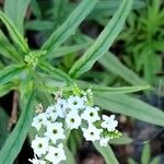 Tournefortia candidula Flower