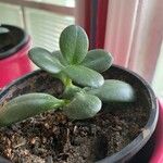 Crassula multicava 葉