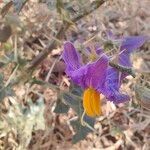 Solanum virginianum Kwiat