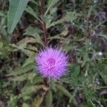 Cirsium discolor 花