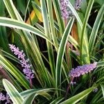 Liriope muscariFlor