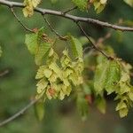 Carpinus orientalis Vrucht