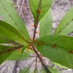 Solanum bahamense Hoja