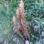 Orobanche rapum-genistae Habitus