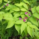Lathyrus vernus Fula