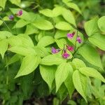 Lathyrus vernus Blomma