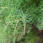 Cryptomeria japonica ᱥᱟᱠᱟᱢ