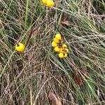 Solanum carolinense Frutto