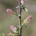 Salix caesia Beste bat