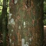 Lecythis idatimon Bark