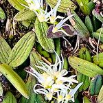 Dendrobium linguiforme Flower