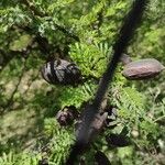 Acacia farnesiana Fruit