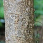 Schinus terebinthifolius Kůra