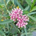 Asclepias incarnata Flor