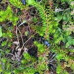 Empetrum nigrum Fruto