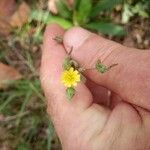 Lactuca virosaBlomma